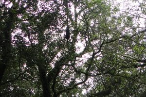Daphne – gedicht van Vasalis